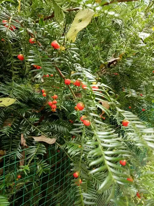 出售中华红豆杉树苗