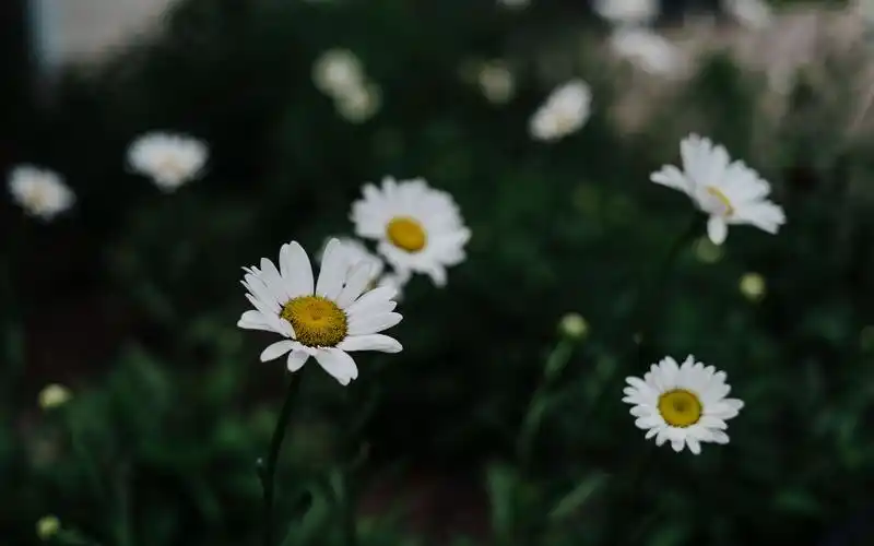 清新淡雅小雏菊花卉桌面壁纸