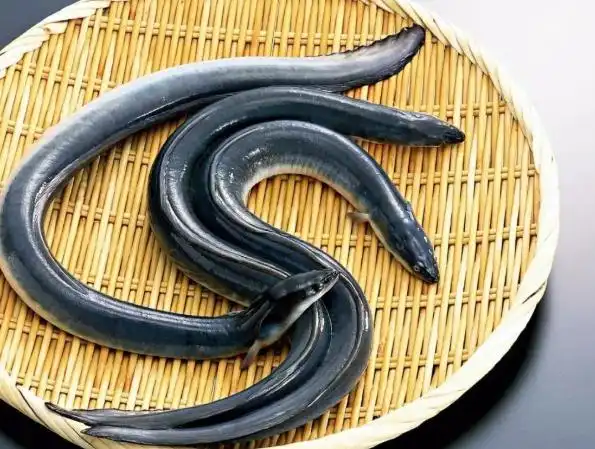 海鳗鱼的营养价值(海鳗鱼的营养价值与功效)