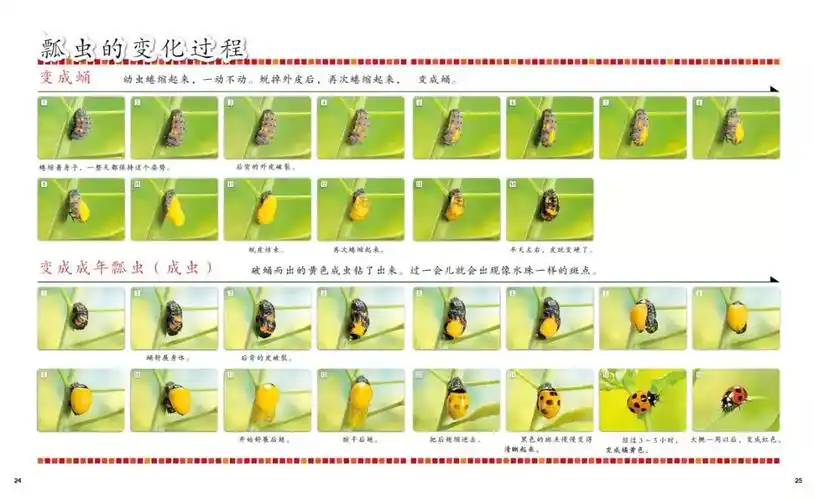 74 瓢虫蜕变的全过程74 蜻蜓短暂的一生74 蜻蜓的不同品种更有