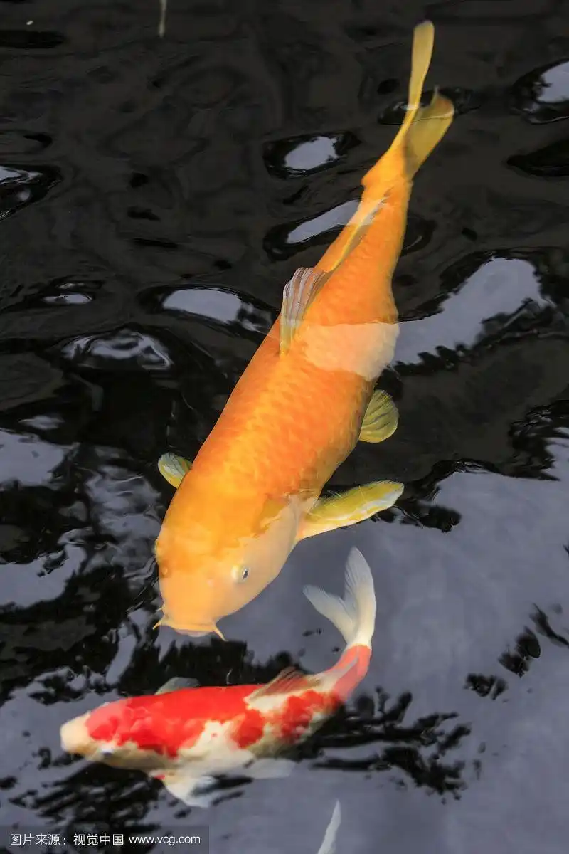 800_1200竖版 竖屏