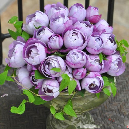 【羊脂香水月季中苗】紫色浓香超级好闻丰花阳台庭院盆栽上上花田