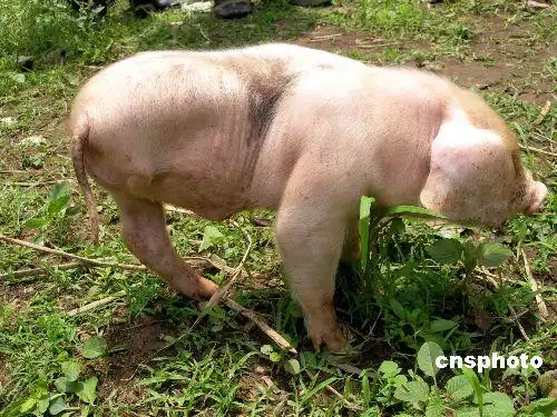 趣图:三条腿的小猪站的稳