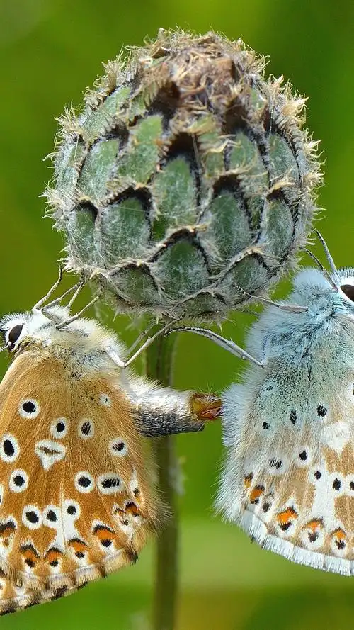 两只蝴蝶,花 iphone 壁纸