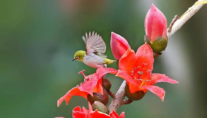鸟儿的依恋木棉花