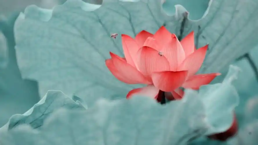 你知道佛为什么坐到莲花上吗?