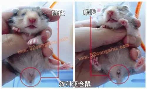 成年鼠鼠性别分辨方法: ①生殖器辨别法:同幼年鼠鼠 此处特别介绍一下