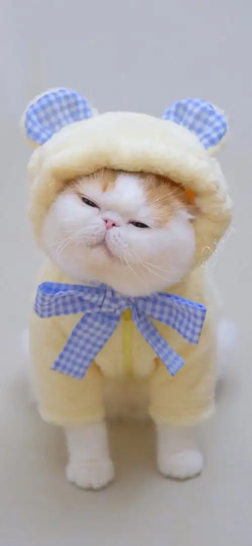 呆萌加菲猫 - 堆糖,美图壁纸兴趣社区