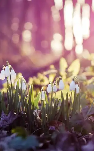 铃兰清新植物壁纸图片图片 第10页-高清背景图-zol手机壁纸