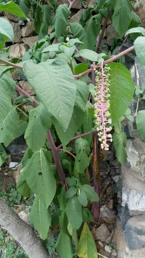 叫什么名字!这种植物:株高大,茎