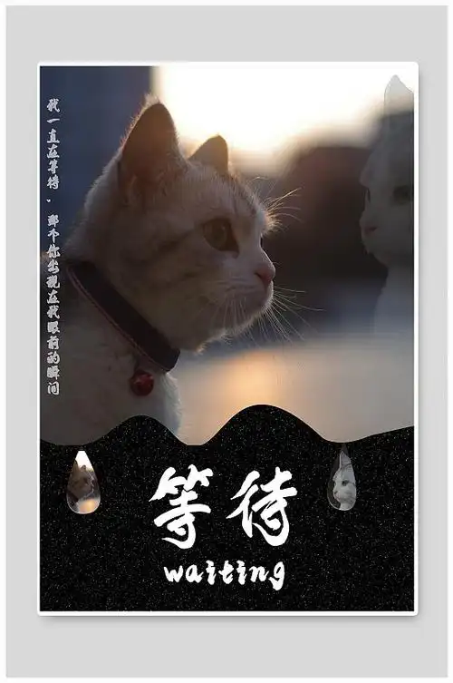 以猫代人之等待海报
