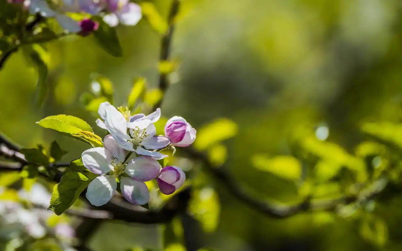 清新苹果花图片电脑高清桌面壁纸
