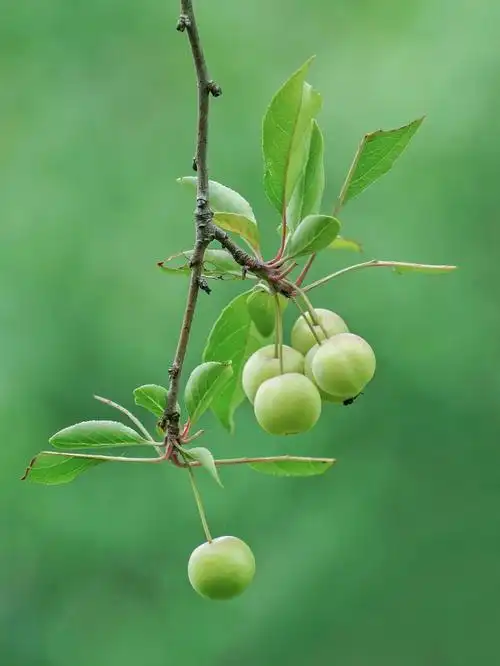 夏日清凉绿色海棠果附调色教程