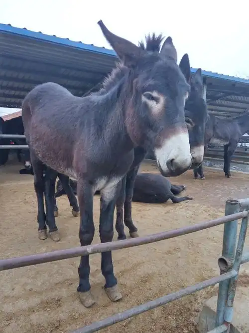 种驴100-200斤