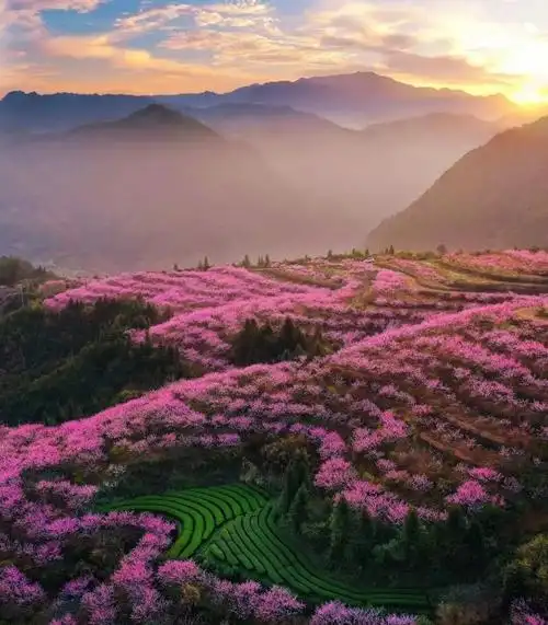 200亩桃花林漫山开爆,雨后初晴去赏花吧