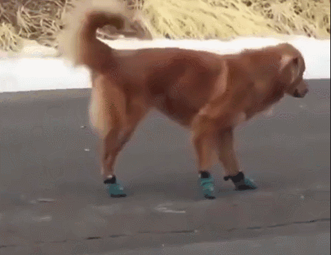 国外搞笑金毛穿小脚鞋的金毛瞬间变瘸子