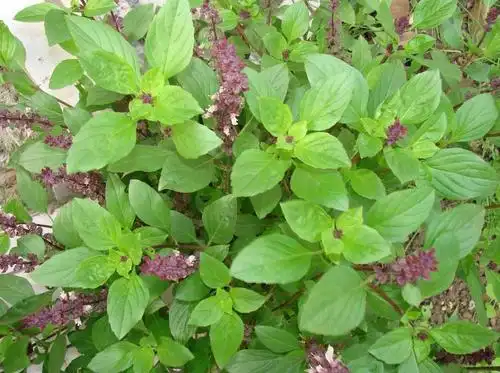 德丰批发供应中药材兰香草山薄荷罗勒草九层塔香佩兰