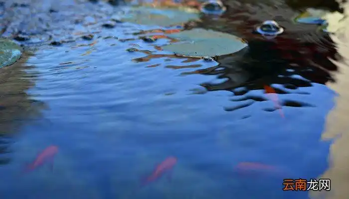 梦见池塘水满满的是什么意思