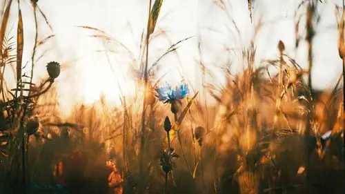 超清唯美小花图片桌面壁纸