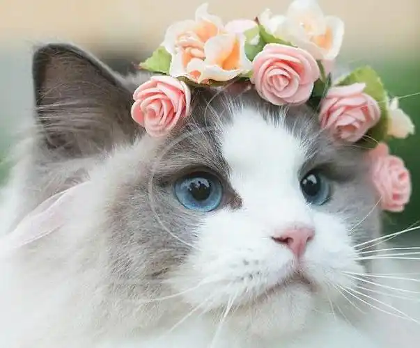 世界上最好看的4大美猫拥有一只包你爱不释手网友人不如猫