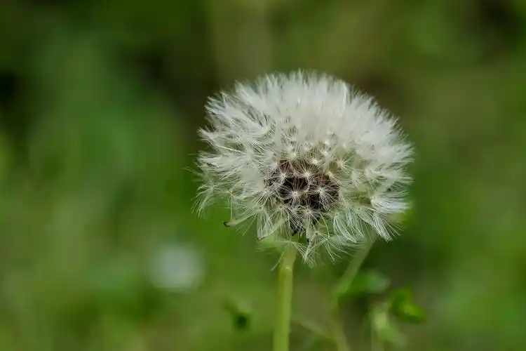 蒲公英4【vv首发】