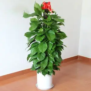 大绿萝盆栽室内大型图片