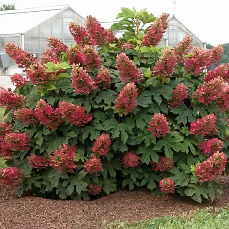 栎叶绣球红宝石拖鞋 红宝石拖鞋是一款完美的紧凑型绣球花,可单独作为