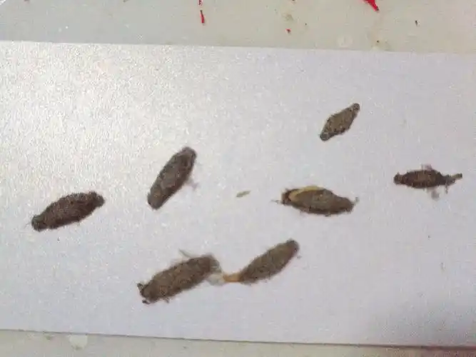 这是什么虫?以什么为食?_百度知道