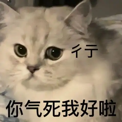 猫表情包沙雕gif可爱 网上很火的那只猫的图