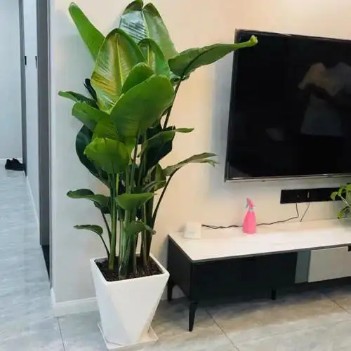 适合客厅养的大型植物