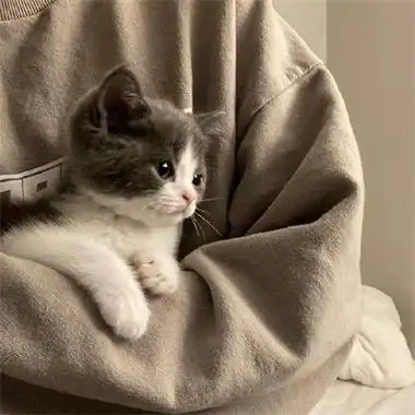 最新可爱猫咪头像超萌高清合集 与猫度过的时光从不会荒废