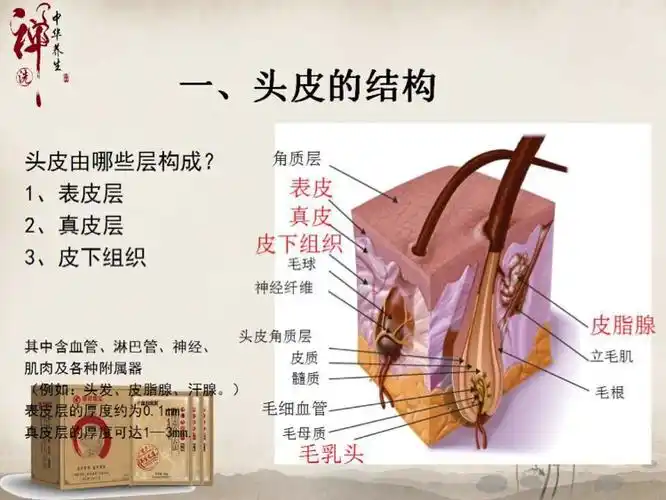 头皮的生理---你了解吗?---第一篇