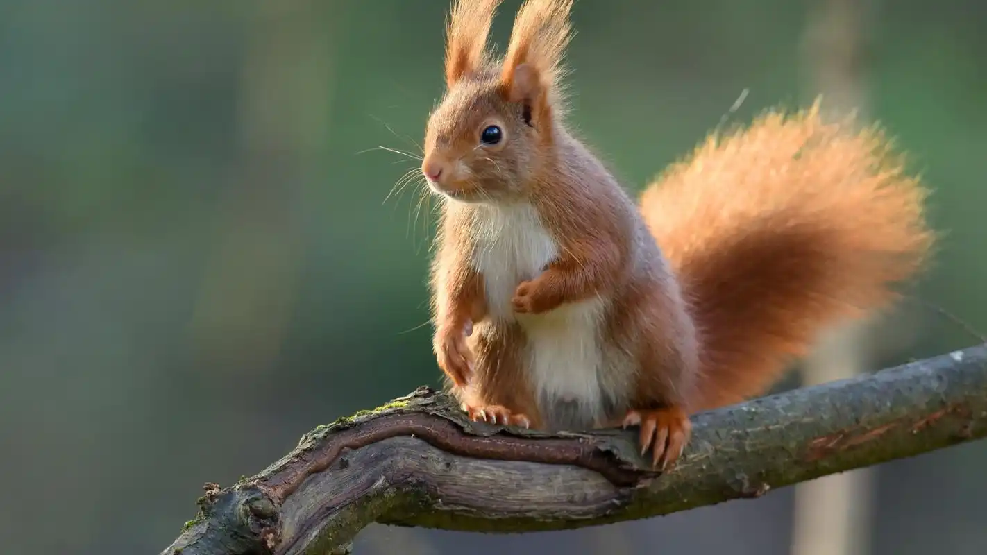 可爱小动物松鼠图片合集电脑壁纸-动物壁纸-手机壁纸下载-美桌网