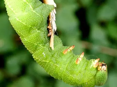 居然有人在收集这种虫子?(图)