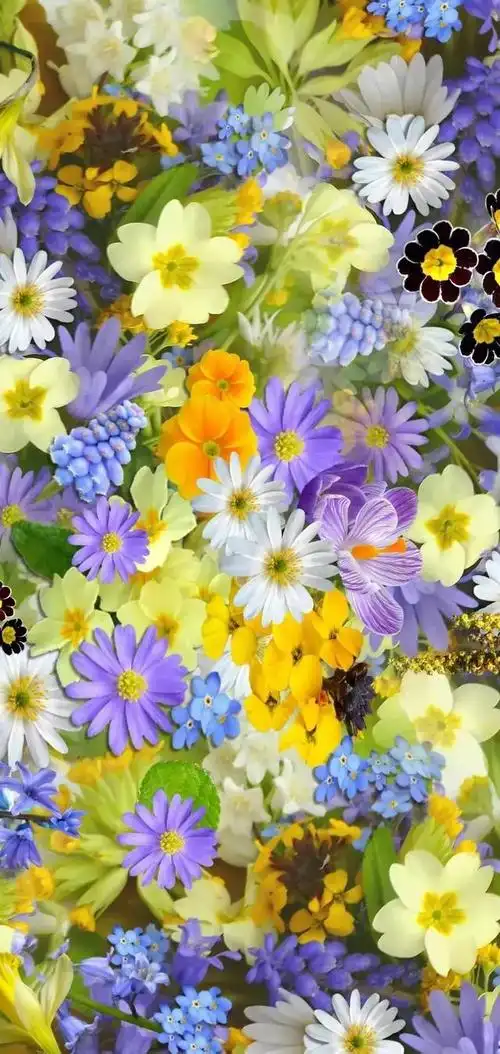 盛开的小雏菊清新又淡雅