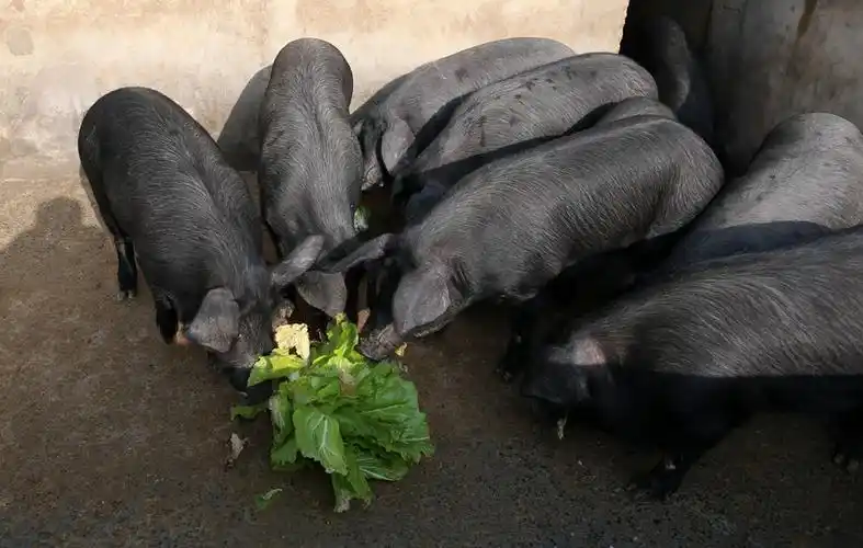 南漳黑毛猪_荆楚网