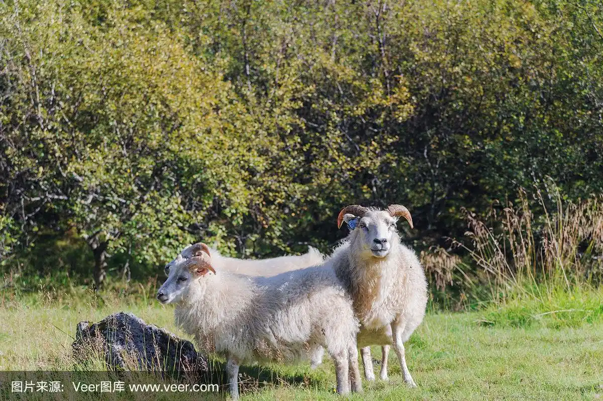 一只羊和两只小羊羔在草地上散步