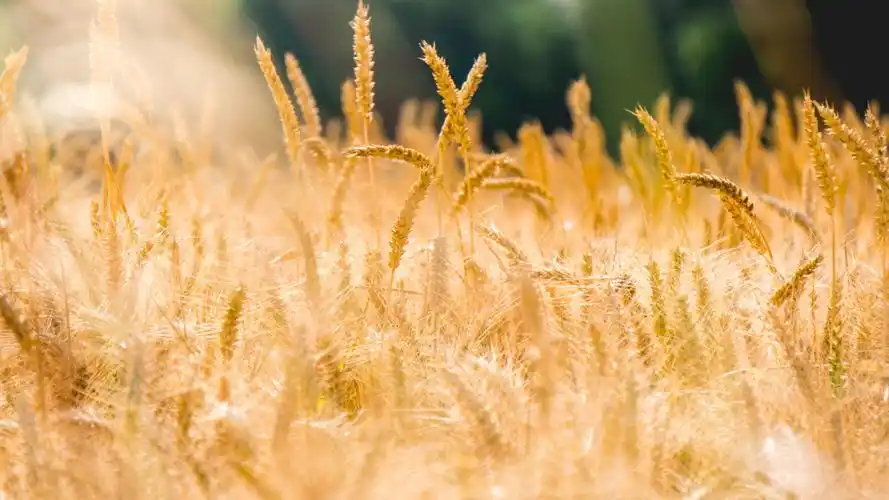 唯美金色麦田小清新高清桌面壁纸-风景壁纸-手机壁纸下载-美桌网