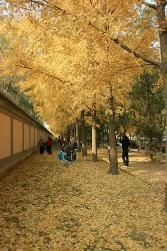 树上树下金黄一片