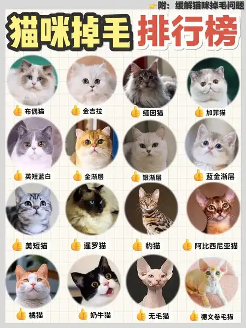 猫咪掉毛排行榜如何减少掉毛新手养猫