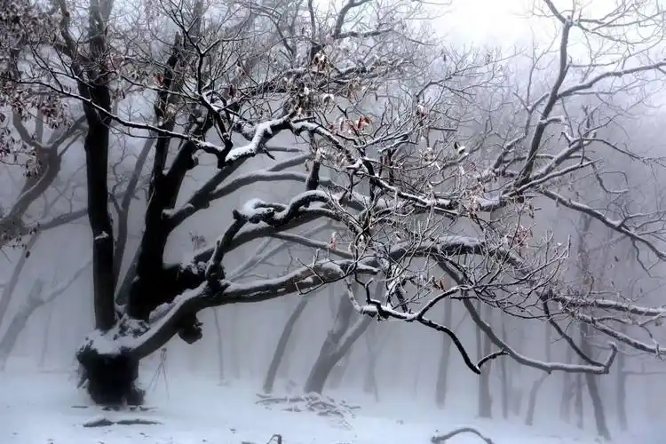 长白山雪景寒林图