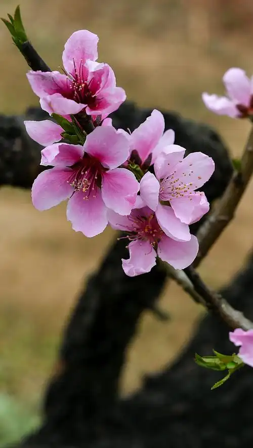 早春十里桃花醉