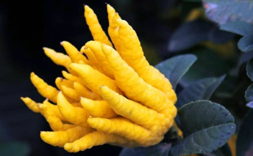 全球公认最稀罕的5种水果吃过2种以上就算你牛