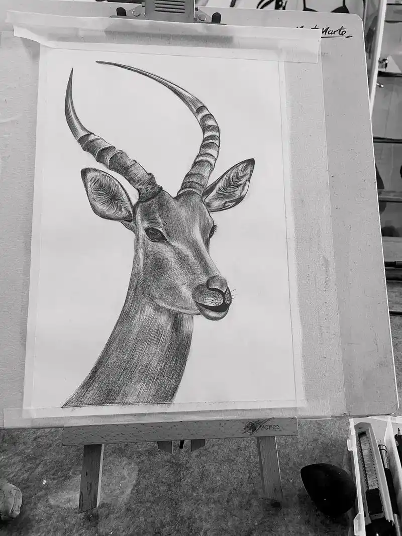 素描:藏羚羊 - 抖音