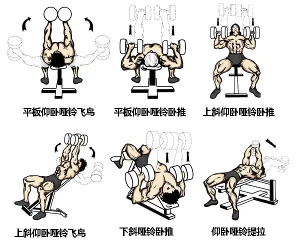 怎样快速练腹肌和胸肌呢_技巧_生活小百科