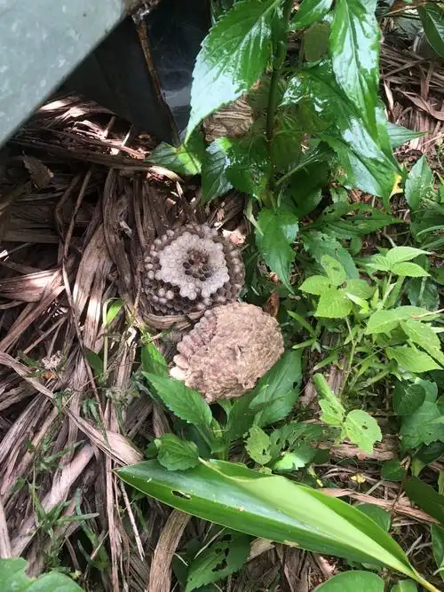 嵛山东角村栈道观景平台附近有马蜂窝?