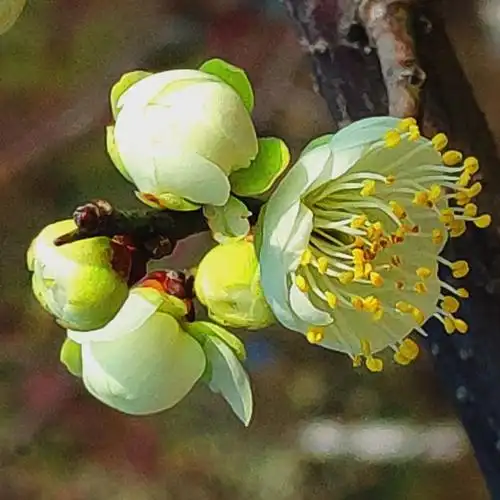 绿萼梅也称绿梅,因萼绿花白,小枝青绿而得名.它属于梅花品种类