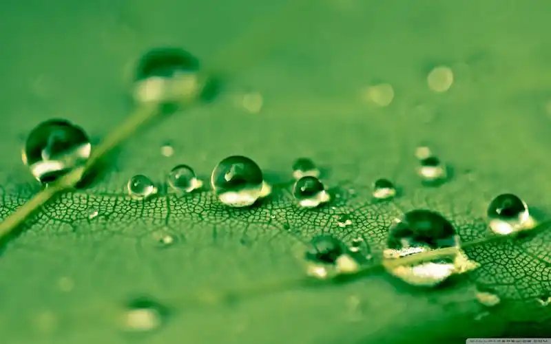 清新唯美绿色护眼高清电脑桌面壁纸