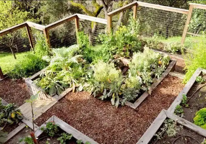 [分享]菜园变花园,太惬意了!