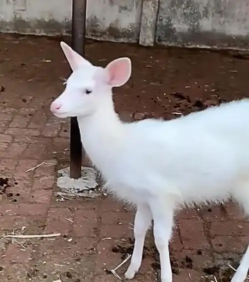 吉林梅花鹿夫妇生下报恩小白鹿通体雪白仙气飘飘60年头一回